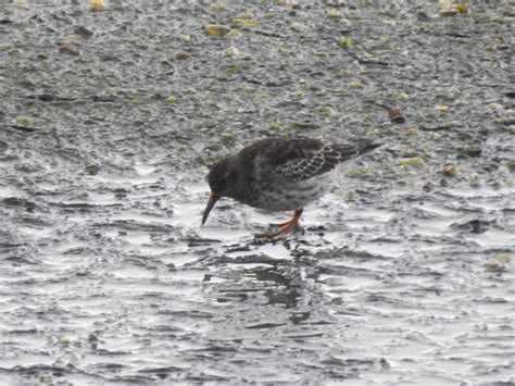 Een Fantastische Vogeldag In Zuid Holland