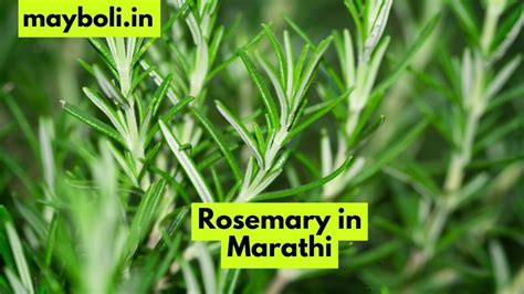 Rosemary In Marathi रोजमेरी म्हणजे काय मराठीत उपयोग