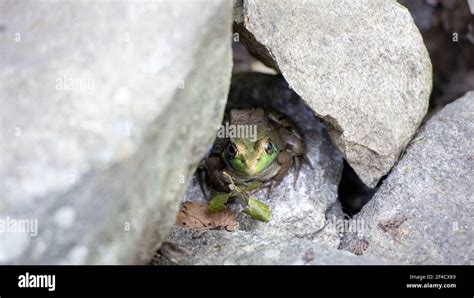 Frog hiding under a rock Stock Photo - Alamy