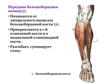 Мышцы верхних и нижних конечностей - презентация онлайн