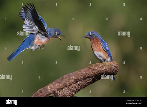 Male and female bluebirds hi-res stock photography and images - Alamy