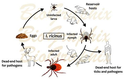 Life Cycle Of Ticks Image