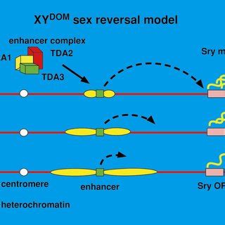 Model For The Molecular Basis Of XY DOM Sex Reversal A Repressive