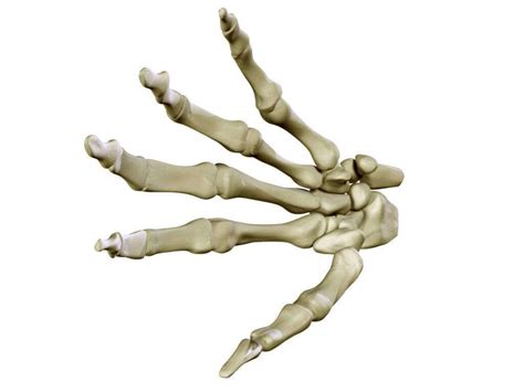 Human Hand Skeleton 3d Model By Behr Bros