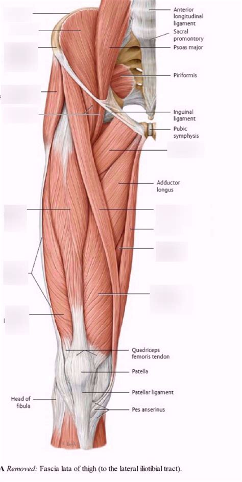 Anterior Femoral Region Diagram Quizlet