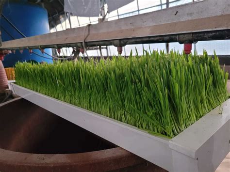 Greenhouse Fodder Trays Barley Grass Hydroponic System China