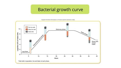 Bacterial Growth Curve Definition Phases Calculations Factors Importance Biology Notes