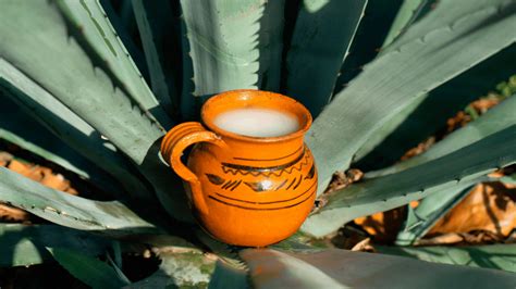 Cómo hacer pulque Aquí te contamos los detalles México Desconocido