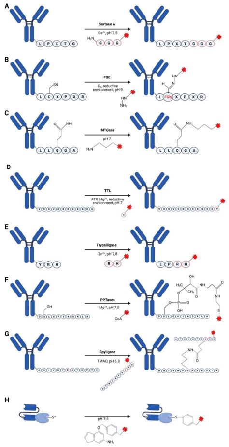 Toward Homogenous Antibody Drug Conjugates Using Enzyme Based Conjugation Approaches