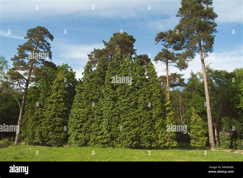 LEYLAND CYPRESS very tall hedge Cupressus leylandii England Stock Photo ...