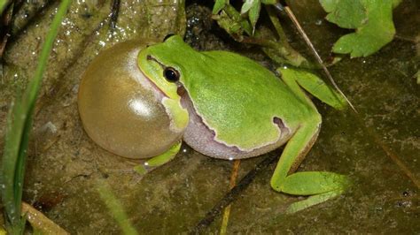 Conservation Explosion In Frog Numbers After Mass Pond Digging BBC News