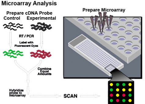 Comparative Genomic Hybridization Embryology