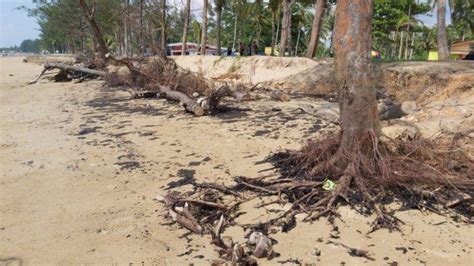 Breaking News Destinasi Wisata Pantai Manggar Kaltim Tercemar Limbah