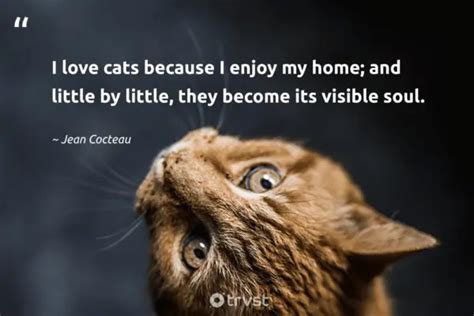 45 Cat Quotes to Purrfectly Inspire Every Feline Fan