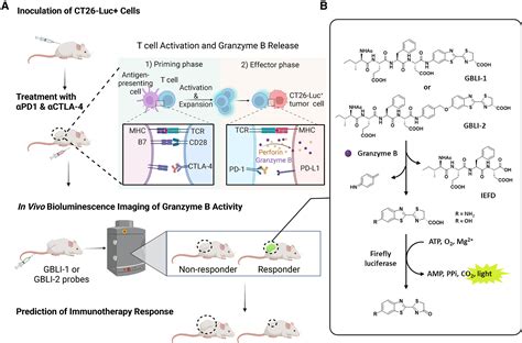 In Vivo Bioluminescence Imaging Of Granzyme B Activity In Tumor