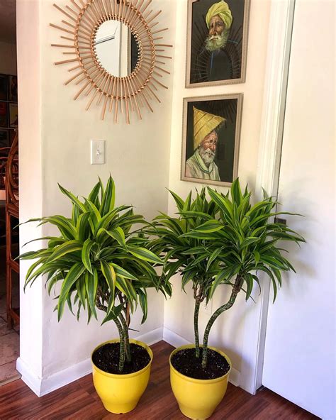 Dracaena Care Tips for Vibrant Indoor Plants