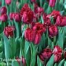 Tulip Flaming Flag авторское фото BUFL RU