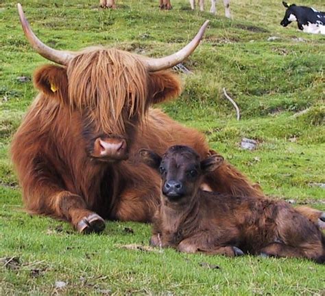 My favorite cow species, the Highland Cow. : r/aww