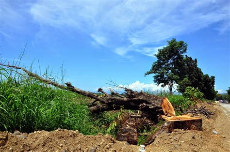 Logsac Afterthought Cutting Trees Over Road Widening An Obvious