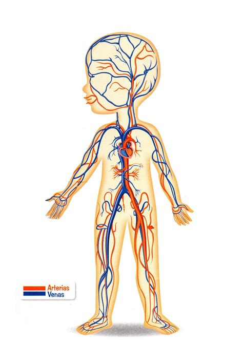 Anatomia Del Sistema Circulatorio