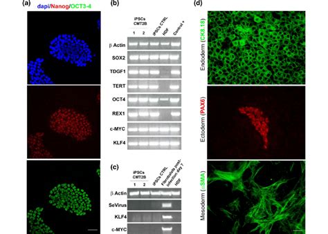 Expression of human embryonic stem cell markers and pluripotency of ...