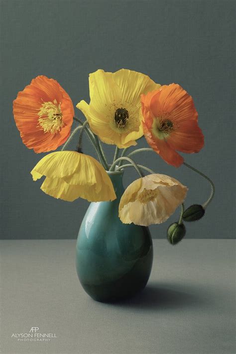 Floral Still Life Alyson Fennell Photography Still Life Flowers