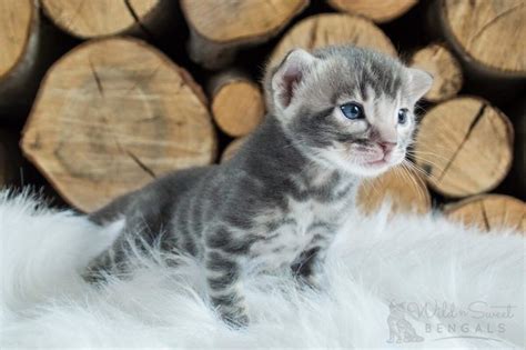 Blue Bengal Cats & Kittens for Sale 🐱 | Wild & Sweet Bengals | Bengal ...