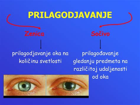 Ppt Čulo Vida Powerpoint Presentation Free Download Id4512125