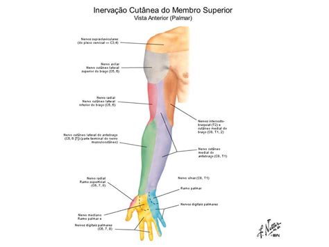 Nervos Do Membro Superior Librain