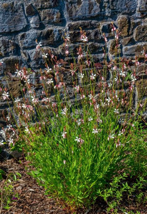 18 Plants That Make Great Companions for Petunias - Plus 5 to Avoid!