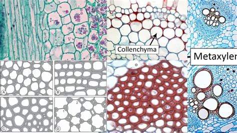 Types of Plant Cell - Biology Notes Online