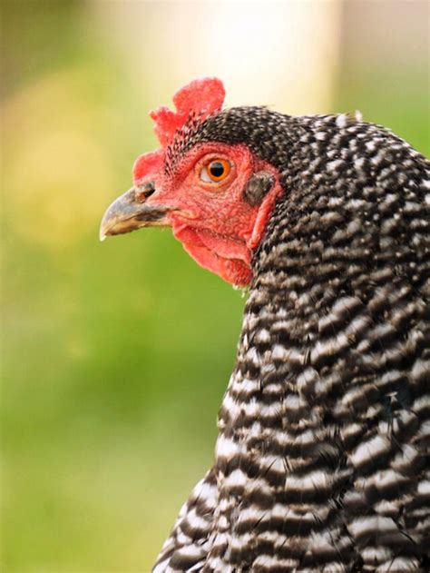 23 Fun Facts About the Plymouth Rock Chicken - Farmhouse Guide