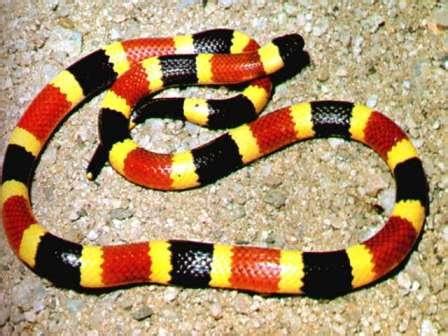 Serpiente de Coral del Este » SERPIENTEPEDIA