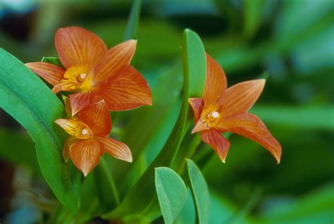 How To Grow Stunning Cattleya Orchids Indoors