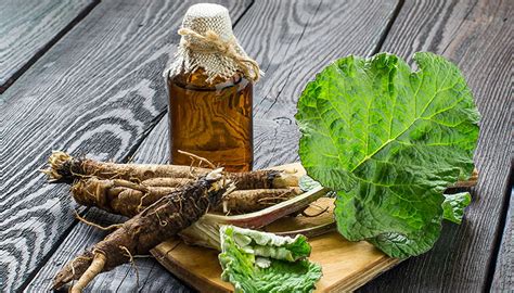 Para Qu Sirven Los Extractos De Plantas Gralinco