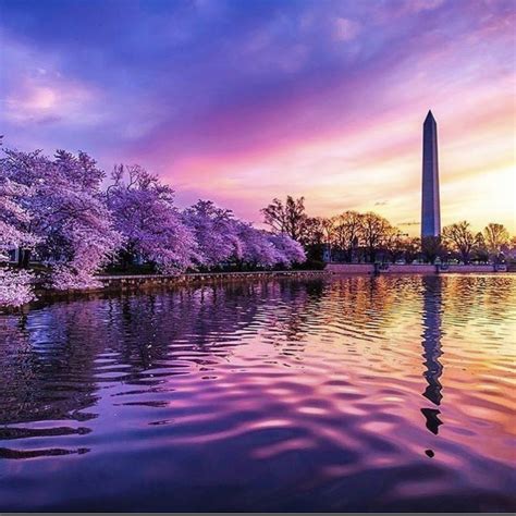 Cherry Blossom in DC | Cherry blossom dc, Cherry blossom, Scenery