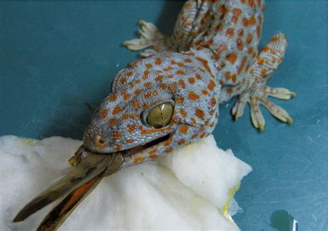 Occurrence Of The Tokay Gecko Gekko Gecko Linnaeus 1758 Squamata