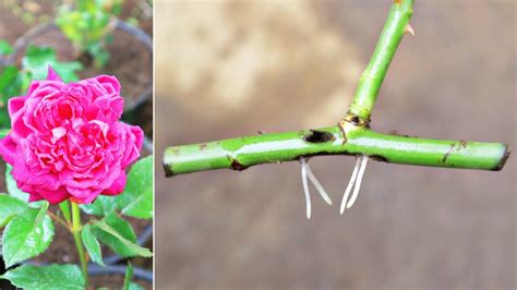 How To Grow Roses From Branch Cuttings Growing Roses Youtube