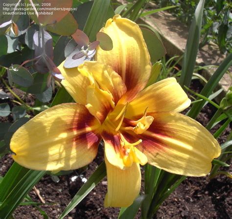 Plantfiles Pictures Daylily Double Happiness Hemerocallis By Pepsie