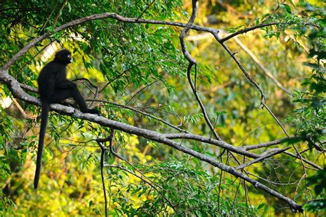 Robinson S Banded Langur Presbytis Robinsoni