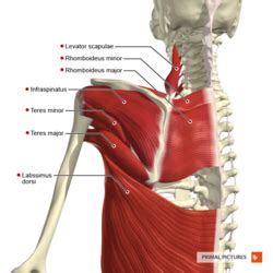 Scapular Dyskinesia - Physiopedia