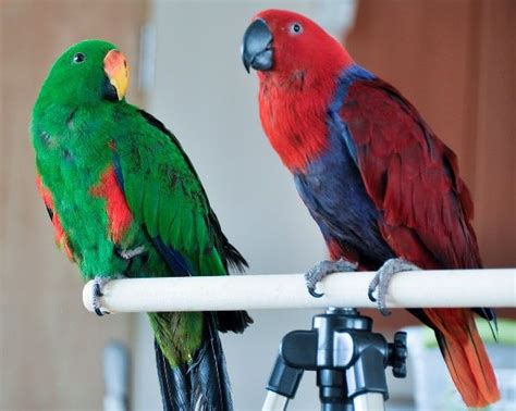 Eclectus Parrot Parrot Facts Parrot Facts Parrot Beautiful Birds