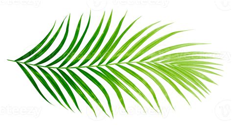 Palm Leaves Pngs For Free Download