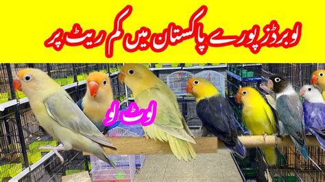 Sunday Birds Market Lovebirds Pory Pakistan Se Km Price In Itwar Bazaar