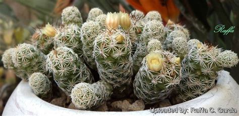 Como Cultivar Cacto Dedal Mammillaria Gracilis E Fazer Florescer