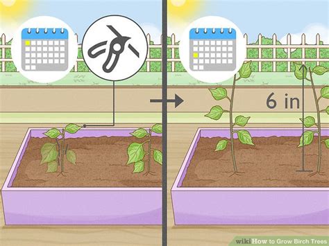 How to Grow Birch Trees (with Pictures) - wikiHow