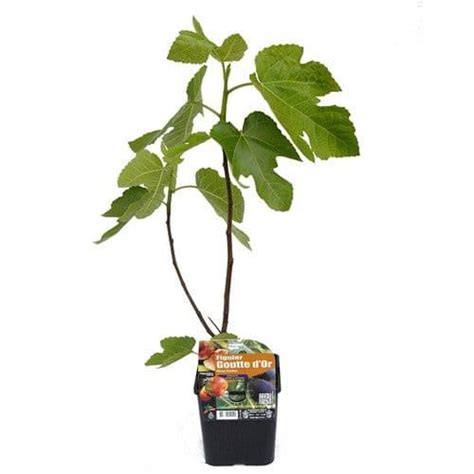 Figuier Jaune Ou Rouge Ficus Carica Arbres Fruitiers