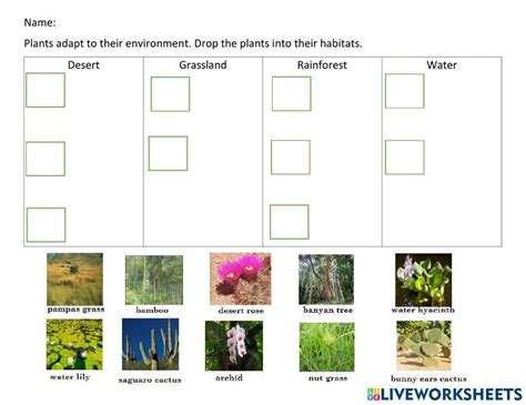 Rainforest Plant Adaptations Ks3 4 Geography Teachit Worksheets Library