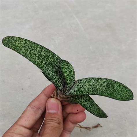 Jual Tanaman Kaktus Sukulen Haworthia Gasteria Sensivera Mini Pilih