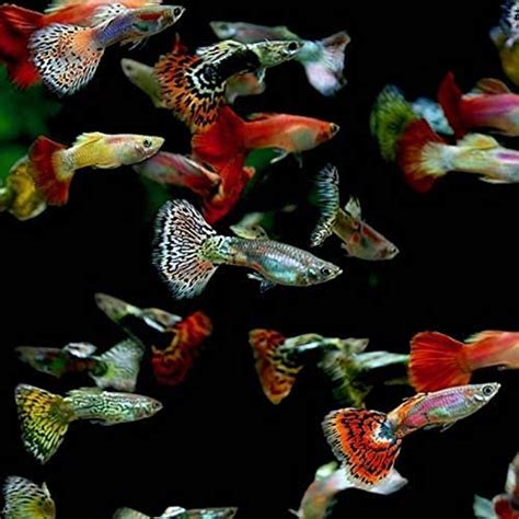 Fancy Guppies for Sale | Aqua Plants Manila, Philippines